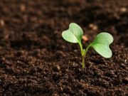 131 millions US dollars de la Banque Mondiale pour renforcer la qualité des formations en agriculture dans 5 pays dont le Togo