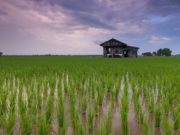 Les technologies pour la transformation agricole au cœur d’une rencontre en RD Congo ce lundi