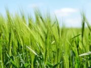 Togo/ Appels à projets : Le PAIEJ-SP à la quête de 805 primo-entrepreneurs agricoles