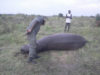 Togo : Un jeune hippopotame meurt faute de rivalité à tabligbo