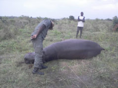 Togo : Un jeune hippopotame meurt faute de rivalité à tabligbo