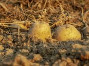 Togo : Le SECAAR, championne dans la revalorisation des espaces cultivables avec du compost
