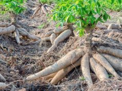 Au Togo, il y aura plus de difficultés d’implantation de nouvelles exploitations agricoles