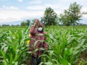 Togo/BAD : 3 millions de dollars au secteur agricole en réponse à la Covid-19
