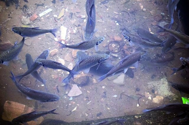 fish-4578603_640