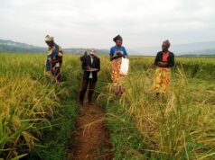 Togo/PNPER : Les entreprises rurales vers un accompagnement technique