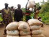 Togo/ Campagne agricole 2020-2021 : avec une distribution de 130 500 kg de soja, SAM se fait un taux de satisfaction de 77,5%