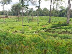 Togo: Vers la mise en place d’un dispositif régional spécialisé de gestion éco-compatible et durable des ravageurs de cultures
