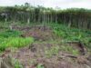 Togo/Projet de reboisement et de restauration des paysages forestiers : 15 essences d’arbres mises en terre