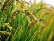 Togo/Agriculture : le Projet rizicole PDPR-K évalué dans la Kara