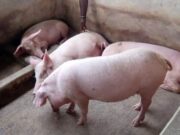 Élevage de porcs : HeidelbergCement Togo appuie SCOOPS MAWUPEMO de Kouvé