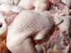 Togo : Les poulets locaux, source de revenus pour 265 éleveurs de volailles