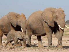 Togo/Contre les infractions à la faune : des textes validés pour une répression efficace et dissuasive