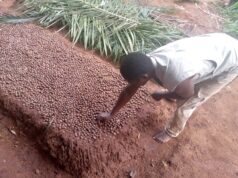 Togo : Sébastien Balouki veut développer la culture de l’hévéa pour lutter contre les changements climatiques
