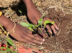 WORLD RESOURCES INSTITUTE ET Cie : une aubaine pour le Togo de restaurer ses terres dégradées