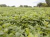 Commercialisation du soja biologique : GROUP BIO PROD se dit prêt