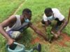 Togo : L’Association YAC reboise le carrefour bleu d’Agoè Nyivé