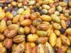 Concours mondial du cacao 2021 : Le Togo a le meilleur cacao (2 prix en Or et 1 en Bronze)