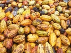 Concours mondial du cacao 2021 : Le Togo a le meilleur cacao (2 prix en Or et 1 en Bronze)