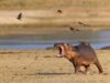 Togo : La chasse aux hippopotames toujours d’actualité