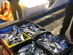 Togo /Pêche illégal : 1 navire et 4 pirogues déroutés sur le Port de Lomé