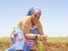 Le programme TERSAA veut apporter un appui à la transition agro écologique au Togo