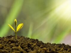 1 million d’euros pour 6 projets de recherche-innovation environnementale au Cameroun et en RDC